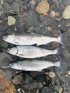 サクラマスの釣果