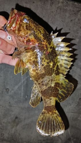 タケノコメバルの釣果