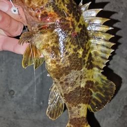 タケノコメバル