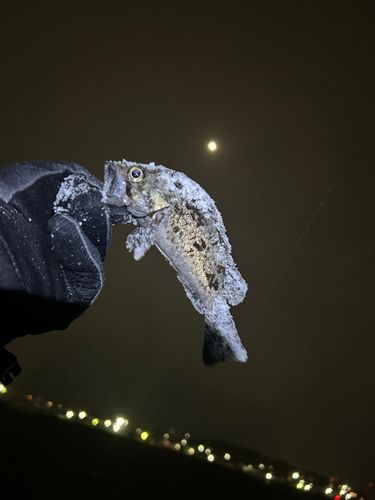 クロソイの釣果