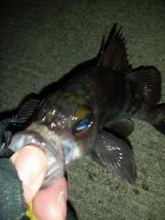 アイナメの釣果