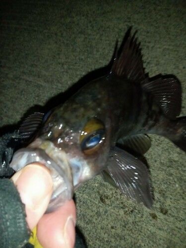 三陸海岸（岩手）