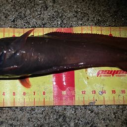 エゾイソアイナメ