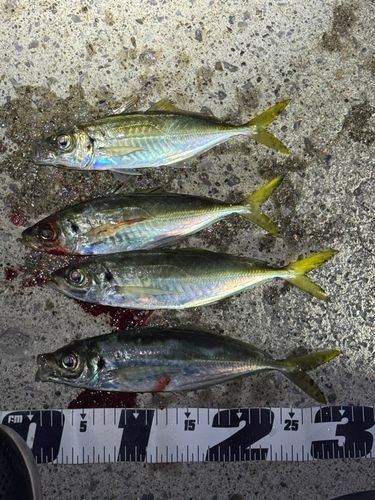 アジの釣果