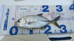 メッキの釣果