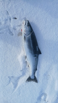 サクラマスの釣果