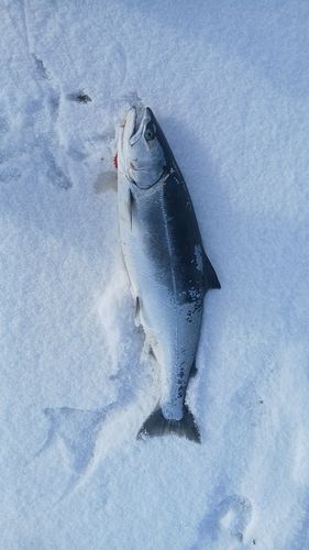 サクラマスの釣果