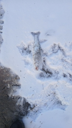 サクラマスの釣果