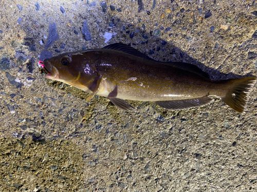 アイナメの釣果