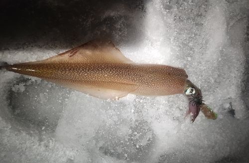 ヤリイカの釣果