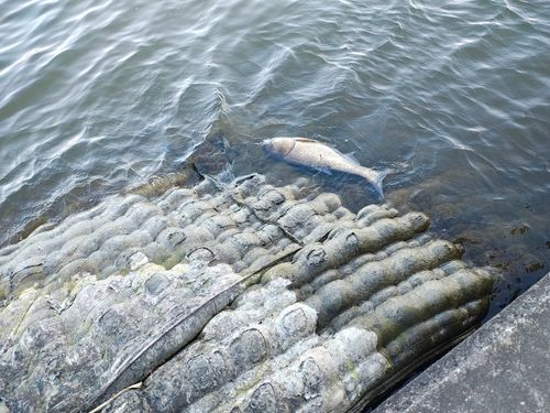 ハクレンの釣果