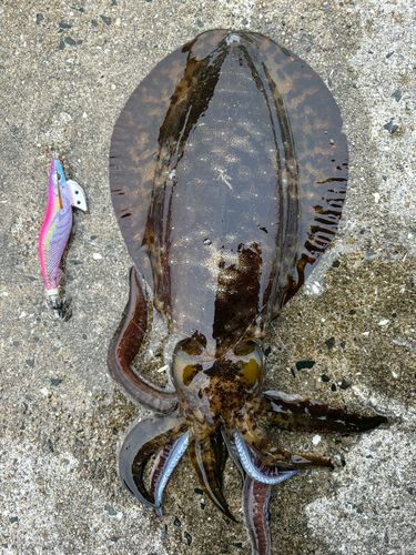 アオリイカの釣果