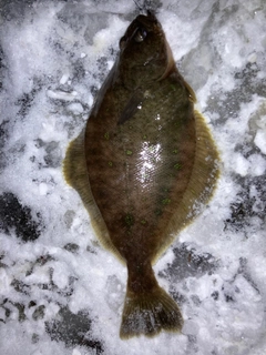 ミズクサガレイの釣果