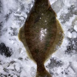 ミズクサガレイ