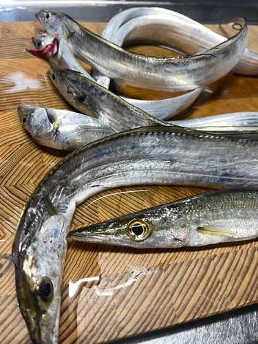 タチウオの釣果