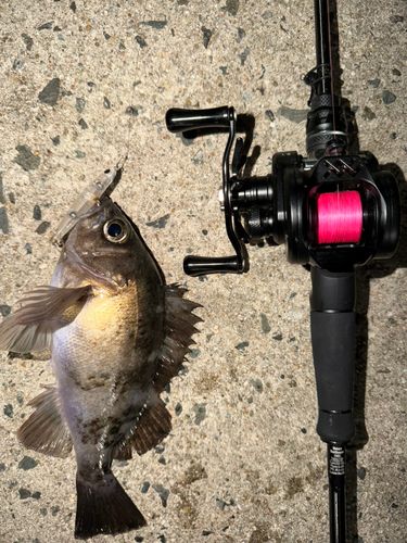 アオメバルの釣果