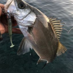 セイゴ（ヒラスズキ）