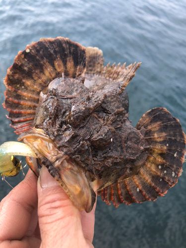 サツマカサゴの釣果
