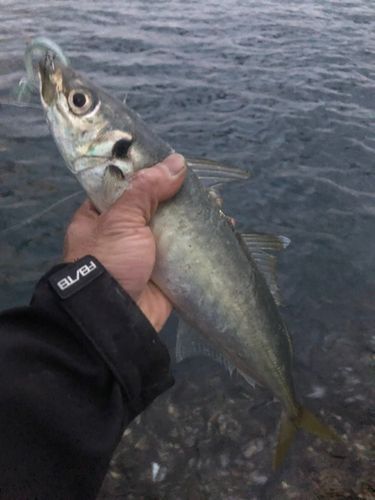 マルアジの釣果