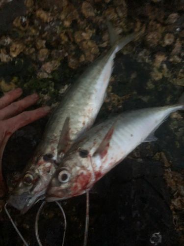 マルアジの釣果