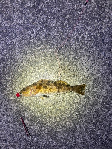 アイナメの釣果