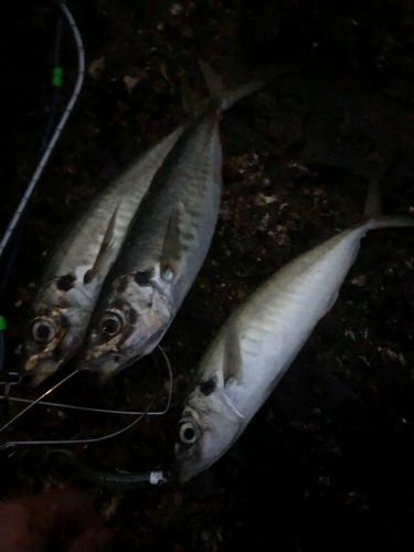 マルアジの釣果