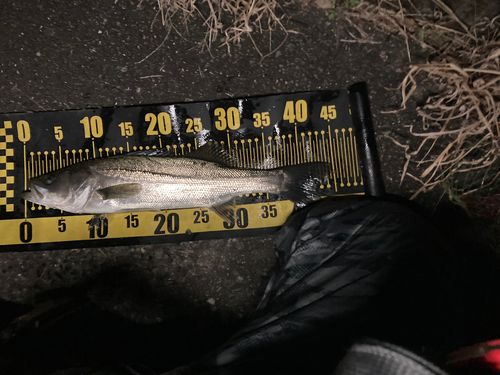 フッコ（マルスズキ）の釣果