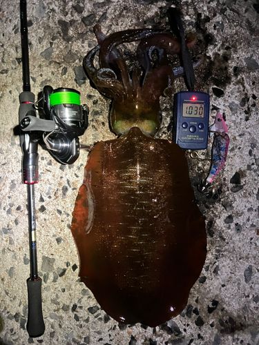 アオリイカの釣果