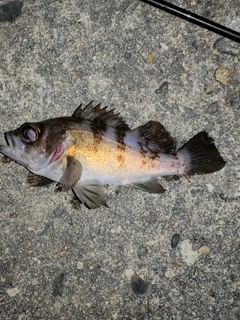 メバルの釣果