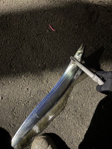 タチウオの釣果