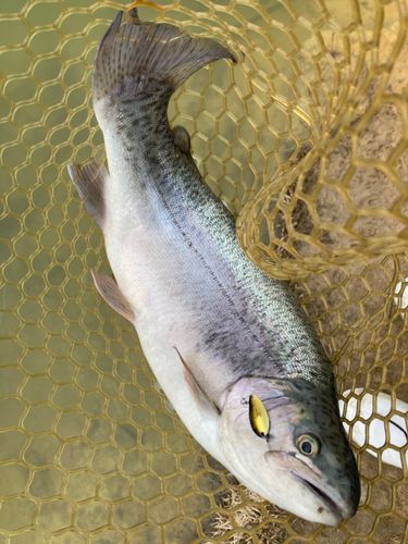 ロックトラウトの釣果