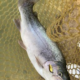 ロックトラウト