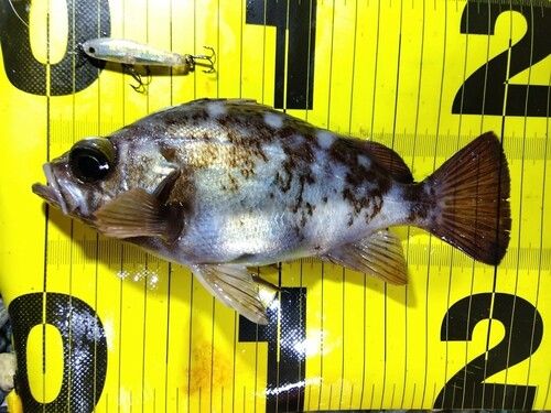 メバルの釣果