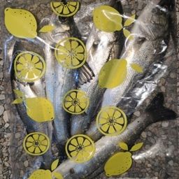 セイゴ（マルスズキ）