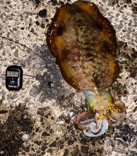 アオリイカの釣果