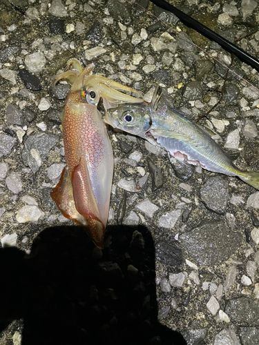 アオリイカの釣果