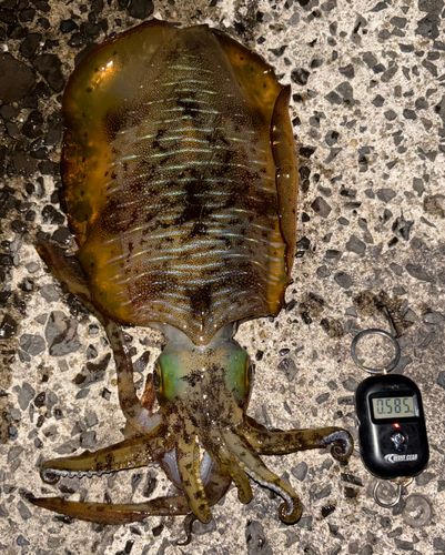 アオリイカの釣果