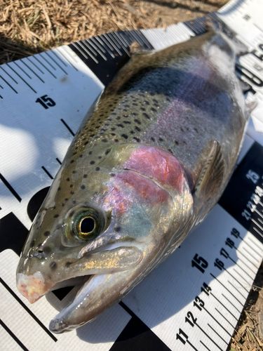 桂川フライルアー釣場