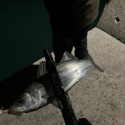 セイゴ（タイリクスズキ）