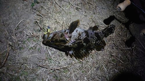タケノコメバルの釣果