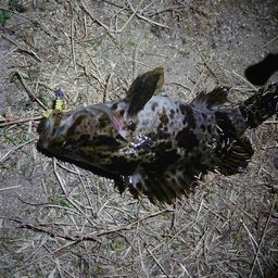 タケノコメバル