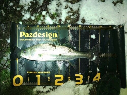 セイゴ（マルスズキ）の釣果