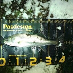 セイゴ（マルスズキ）