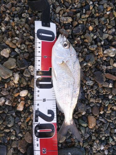 クロサギの釣果