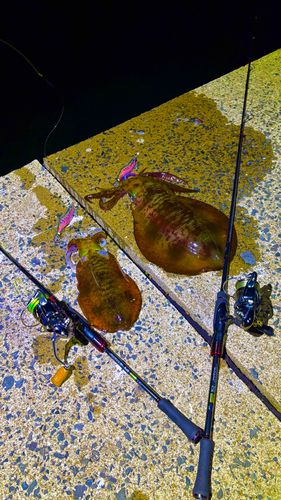 アオリイカの釣果