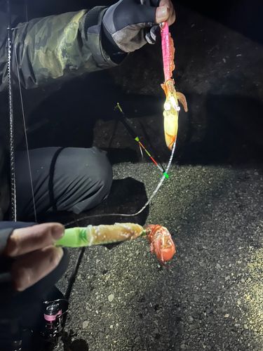 イカの釣果