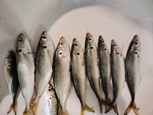 アジの釣果