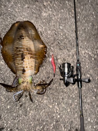 アオリイカの釣果