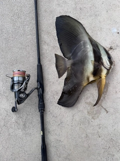 ツバメウオの釣果