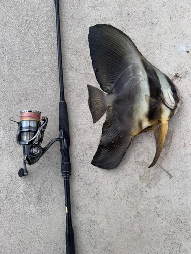 ツバメウオの釣果